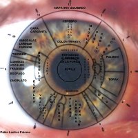 Curso de Iridología. Mapa del iris izquierdo